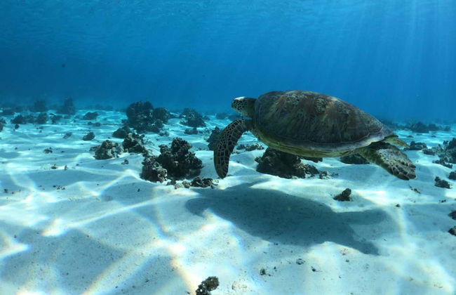 Paseo en barco con fondo de cristal - Foto 2