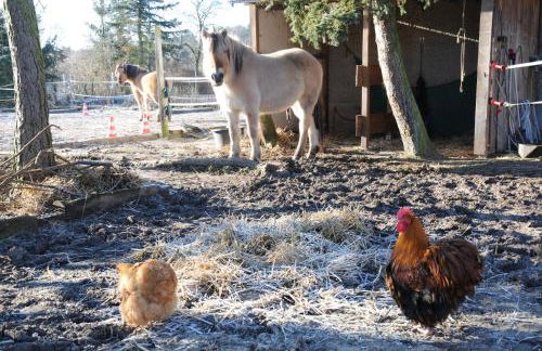 Mirabellenhof-Fewo mit Terrasse - Foto 18
