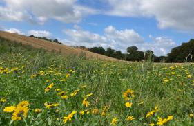 Buttercup Cottage - Foto 28