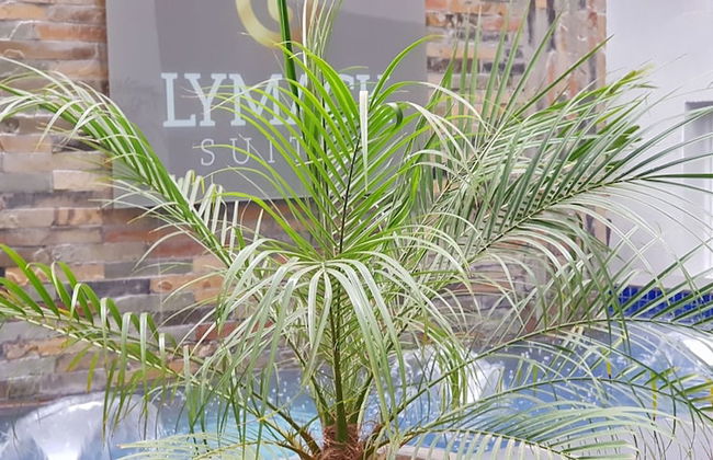 Lymack Suites - Foto 31