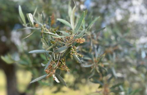 Agroturismo Horta Da Vila - Foto 43