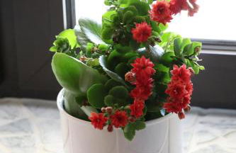 Lui's Ferienwohnung - Foto 30