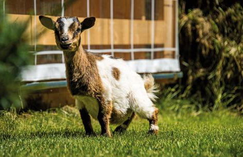 Stabinger Hof - Foto 55