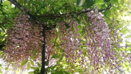 Stelle Sul Salento Holiday Home - Foto 5, Garden