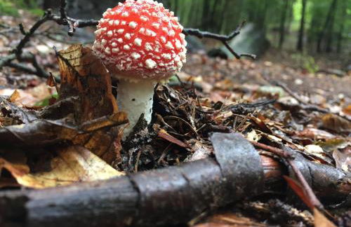 Verlegerhaus Seiffen - Foto 36