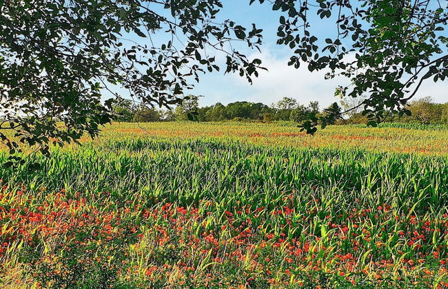 6 Person Holiday Home in Kopingsvik - Foto 52