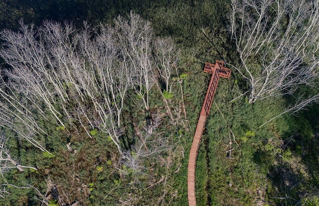 The Rushes - Foto 53