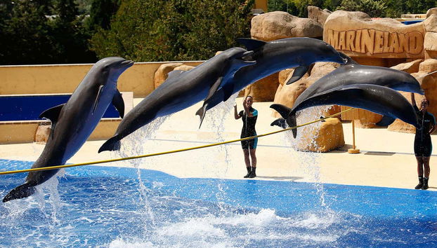Marineland Catalunya - Foto 2