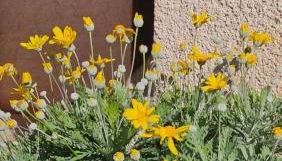 Li Cabanoun, Studios au Soleil Issambres Sainte-Maxime à 3min de la plage à pied - Foto 3