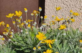 Li Cabanoun, Studios au Soleil Issambres Sainte-Maxime à 3min de la plage à pied - Foto 3