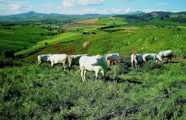 Farmhouse in Proceno With Panoramic Pool - Foto 36