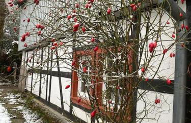 Belka am Rursee - Foto 22