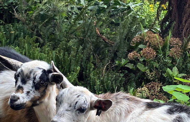 Belvedere Summer House - Foto 52