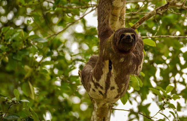 Tour de 6 dias pelo rio Yanayacu - Foto 8