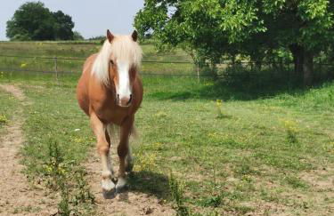 Les gîtes de la nouvelle vie - Foto 32