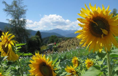 Residence Terentis - Foto 71