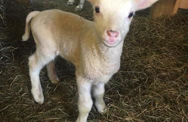 Fat Sheep Farm & Cabins - Foto 29