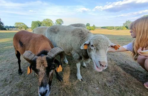 Smocze Ranczo 2 - Foto 80