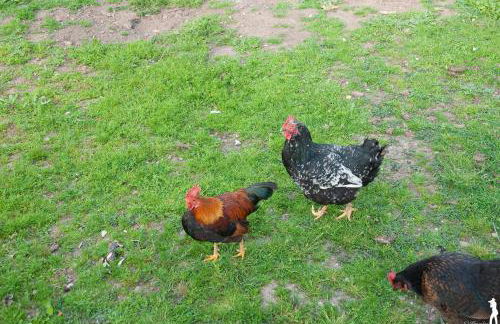 Fancornio Rural - Photo 16