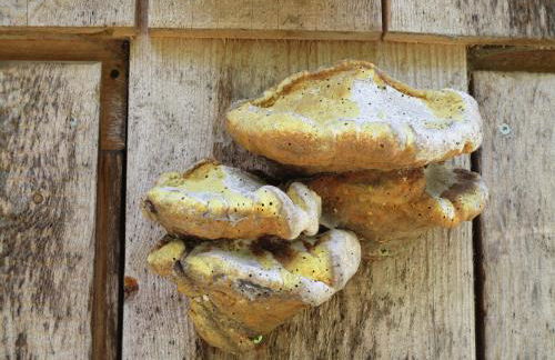 Ferienwohnung Zweilinden - Foto 23