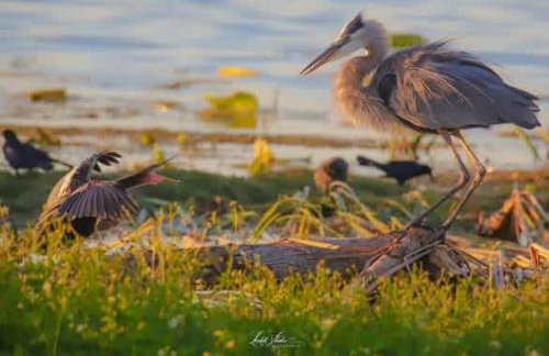 FunTropicalTinyHomeGolfCartLake - Foto 38