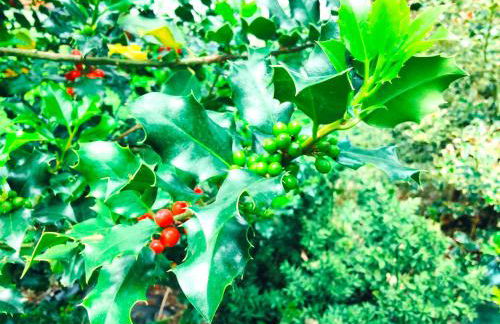 La Cascina di Muttley - Foto 67