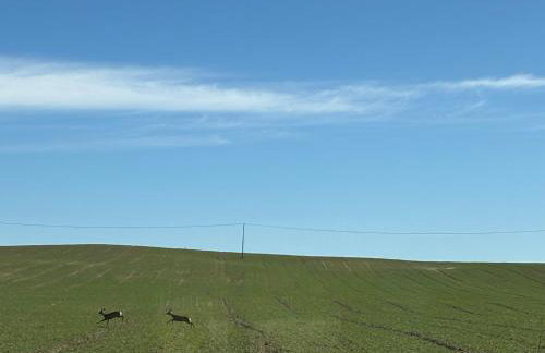 Wakacje Mazury, Willa Ametyst, cisza , ptasi śpiew , GRZYBY , RYBY - Foto 25