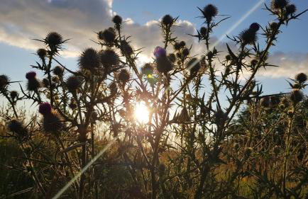 Self-Catering Suite in rural guest house 10 min to Islay Ferry Terminal - Foto 20