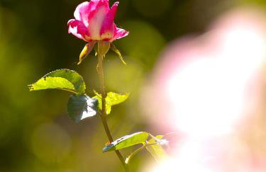 Villa Eternity - Foto 55