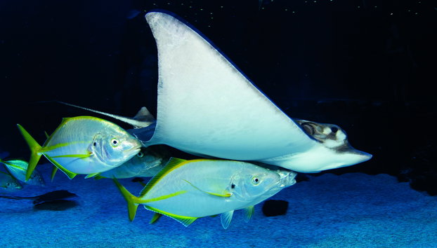 Aquarium Poema del Mar - Foto 3