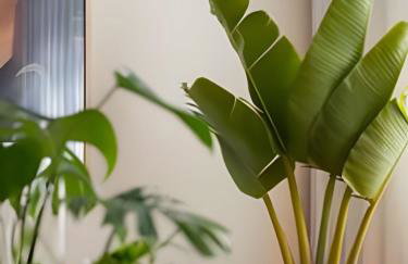 Casa Pantuso Santo Antônio - Foto 37