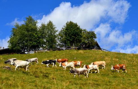 Ca' del Pettirosso - Foto 31