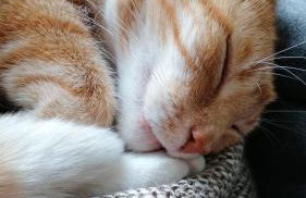 FW Mittschiffs, 1 Obergeschoss, Petershof-Lehbek - Foto 18