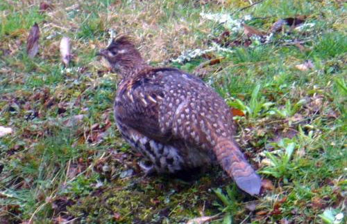 Nantahala Spiritual Retreat - Remote and Peaceful! - Foto 28