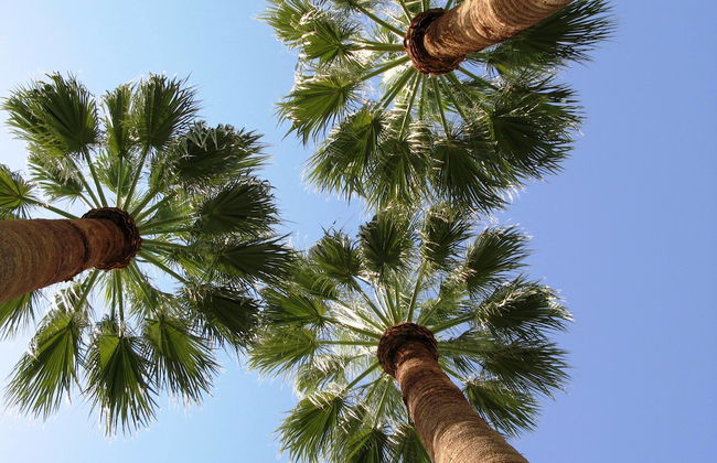 Villa Le Tre Palme - Foto 51