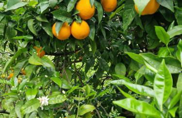 Casetta Russo - Foto 16