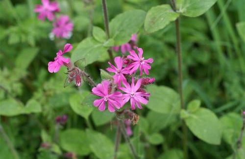 3 Bed in Fishguard oc-wav276 - Foto 15