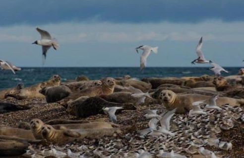 Shona Retreat - Caister - Foto 33