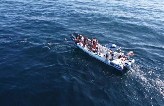 Avistamiento de delfines en Lagos - Foto 11