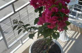 Grcka-Reni Greece Beach - Foto 17