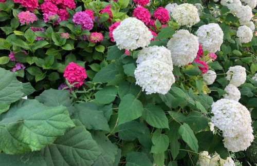 Residence Villa Alba - Foto 34