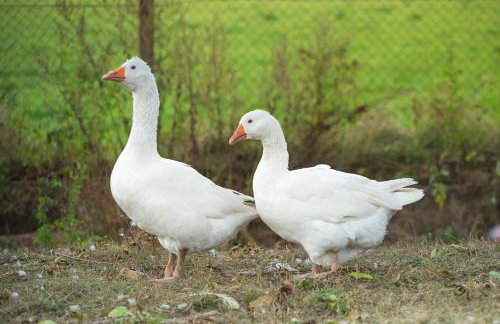 Agroturystyka Marianówek - Foto 22