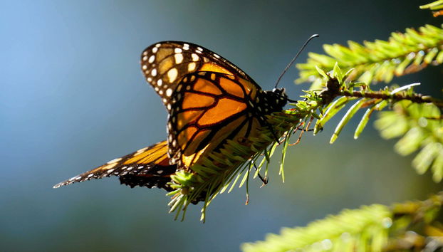 Excursión al Valle de Bravo y santuario de mariposas monarca