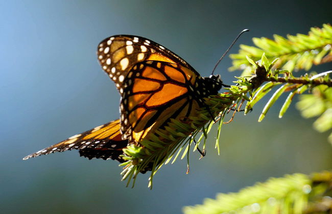Excursão a Valle de Bravo e santuário de borboletas-monarca - Foto 4