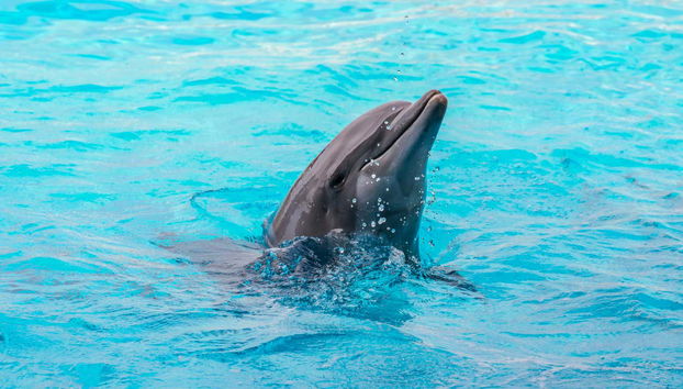 Incontrando i delfini di Oltremare