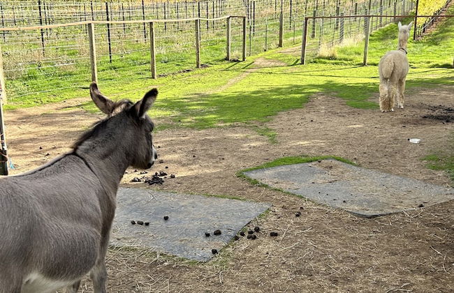 The Rellik House and Winery - Foto 28