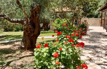 Oliveto e mare - Foto 13