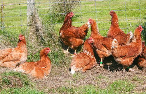 Lephin Cottage - Foto 7