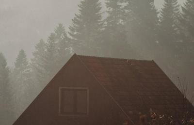 Mech i brzoza - Foto 7