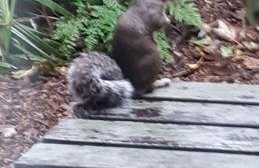 Woodland Retreat - Foto 38